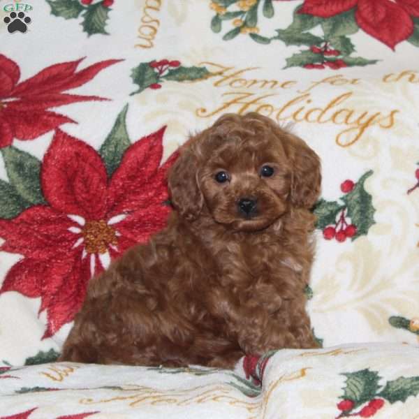 Jolly, Cavapoo Puppy